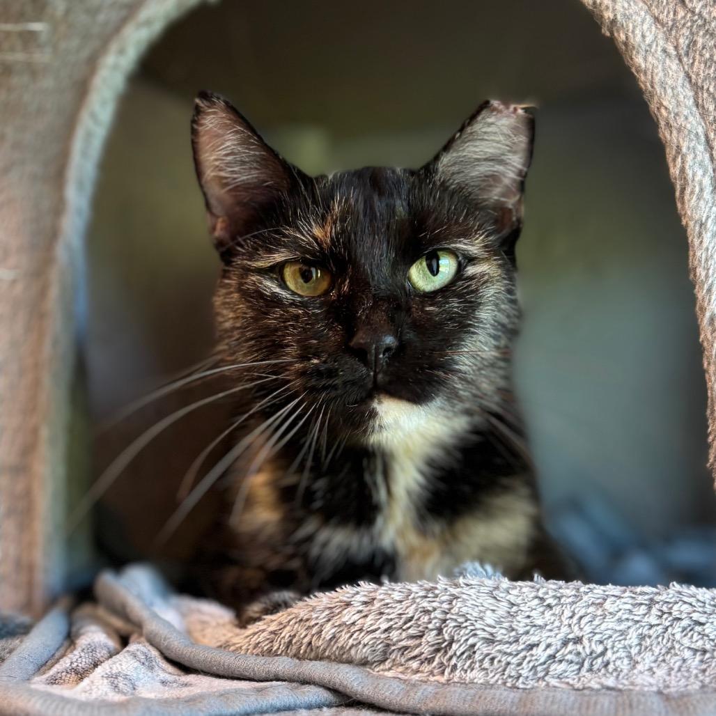Enlarge JoAnn, a Adoptable Domestic Short Hair in Nashville, IN image 3/6