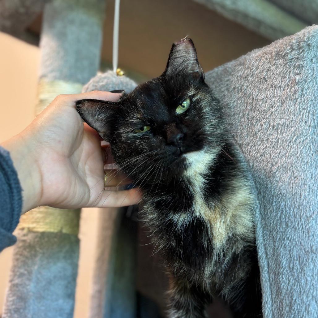 Enlarge JoAnn, a Adoptable Domestic Short Hair in Nashville, IN image 4/6