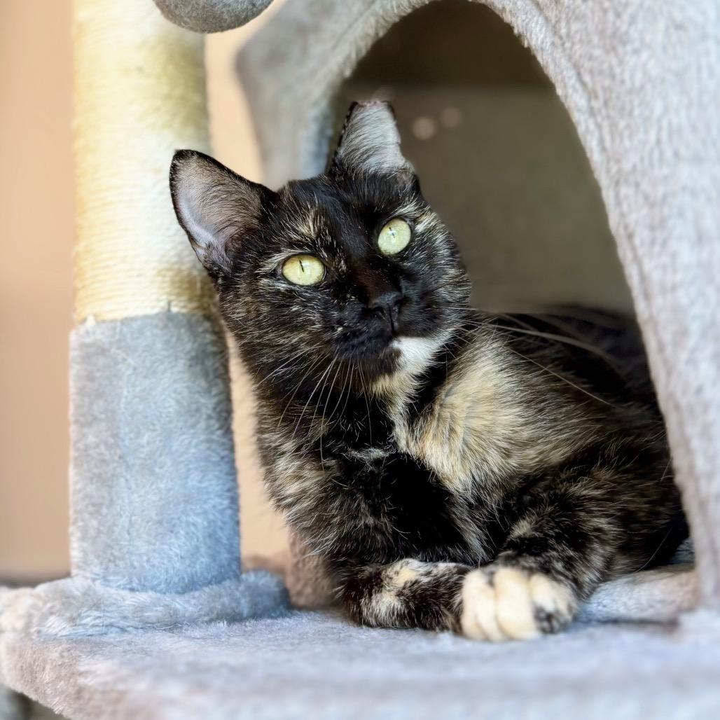 Enlarge JoAnn, a Adoptable Domestic Short Hair in Nashville, IN image 5/6