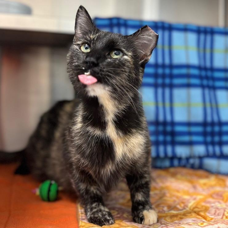Enlarge JoAnn, a Adoptable Domestic Short Hair in Nashville, IN image 6/6