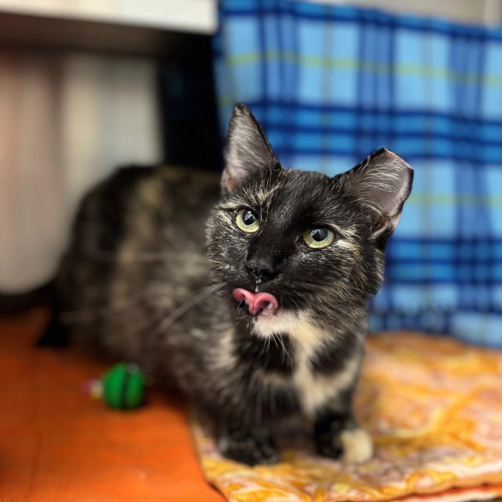 Enlarge JoAnn, a Adoptable Domestic Short Hair in Nashville, IN image 6/6