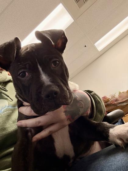 Enlarge Clarinet, a Adoptable mixed breed in Everett, WA image 1/3