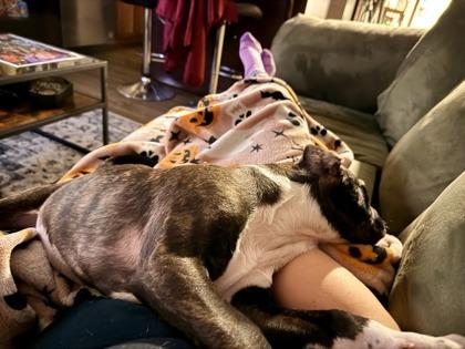 Enlarge Clarinet, a Adoptable mixed breed in Everett, WA image 2/3