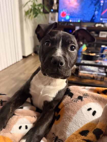 Enlarge Clarinet, a Adoptable mixed breed in Everett, WA image 3/3