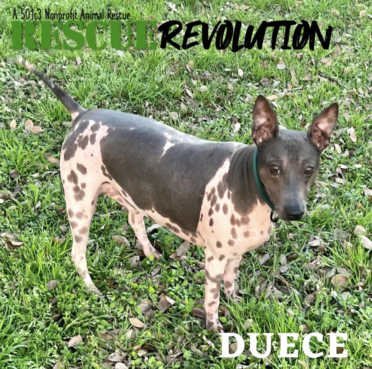 Enlarge Dieuce, a Adopted American Hairless Terrier in Houma, LA image 1/2