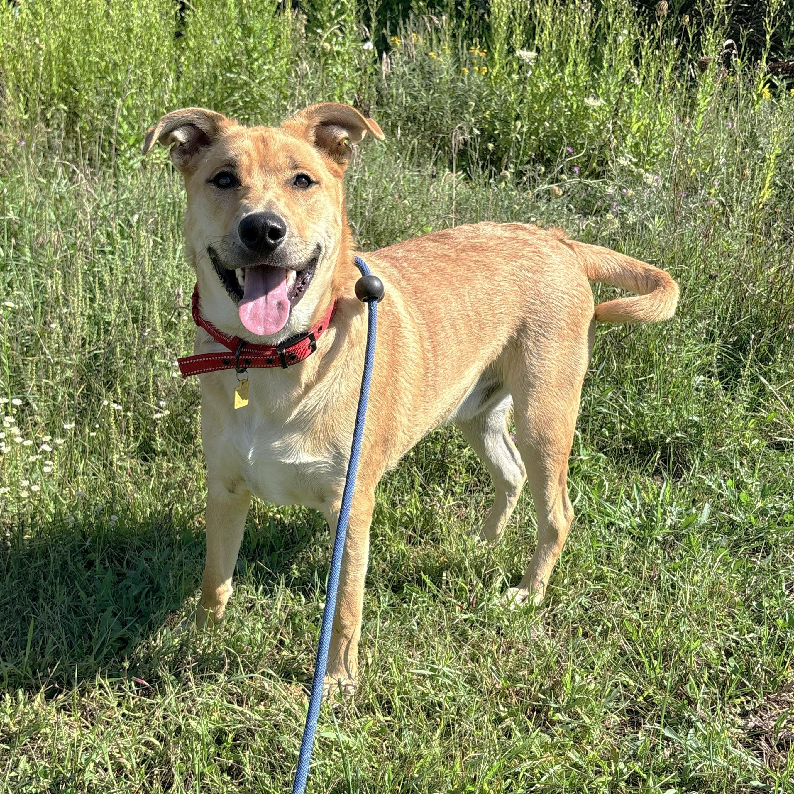 Enlarge Clifford, a Adopted mixed breed in Allegan, MI image 6/6