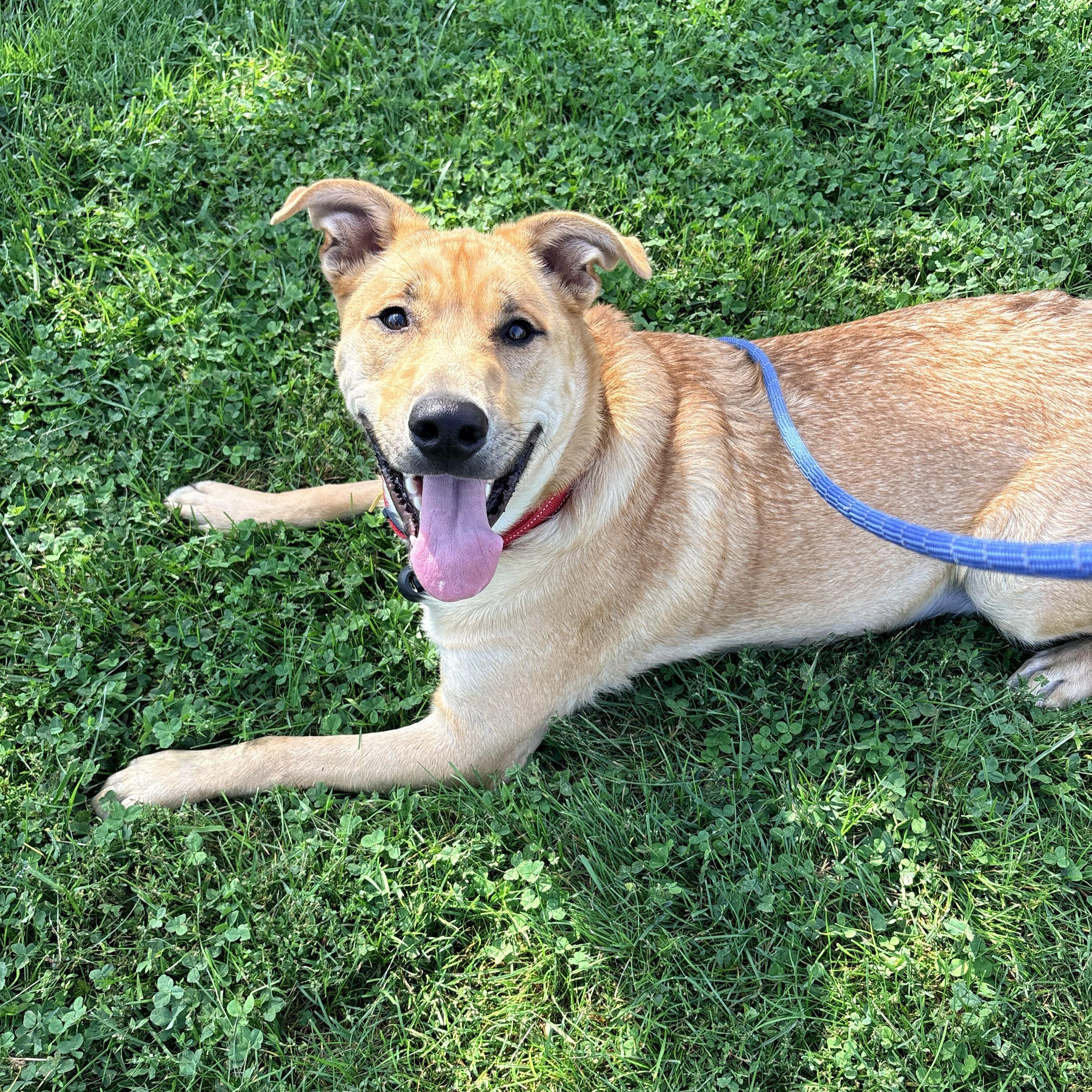Enlarge Clifford, a Adopted mixed breed in Allegan, MI image 4/6