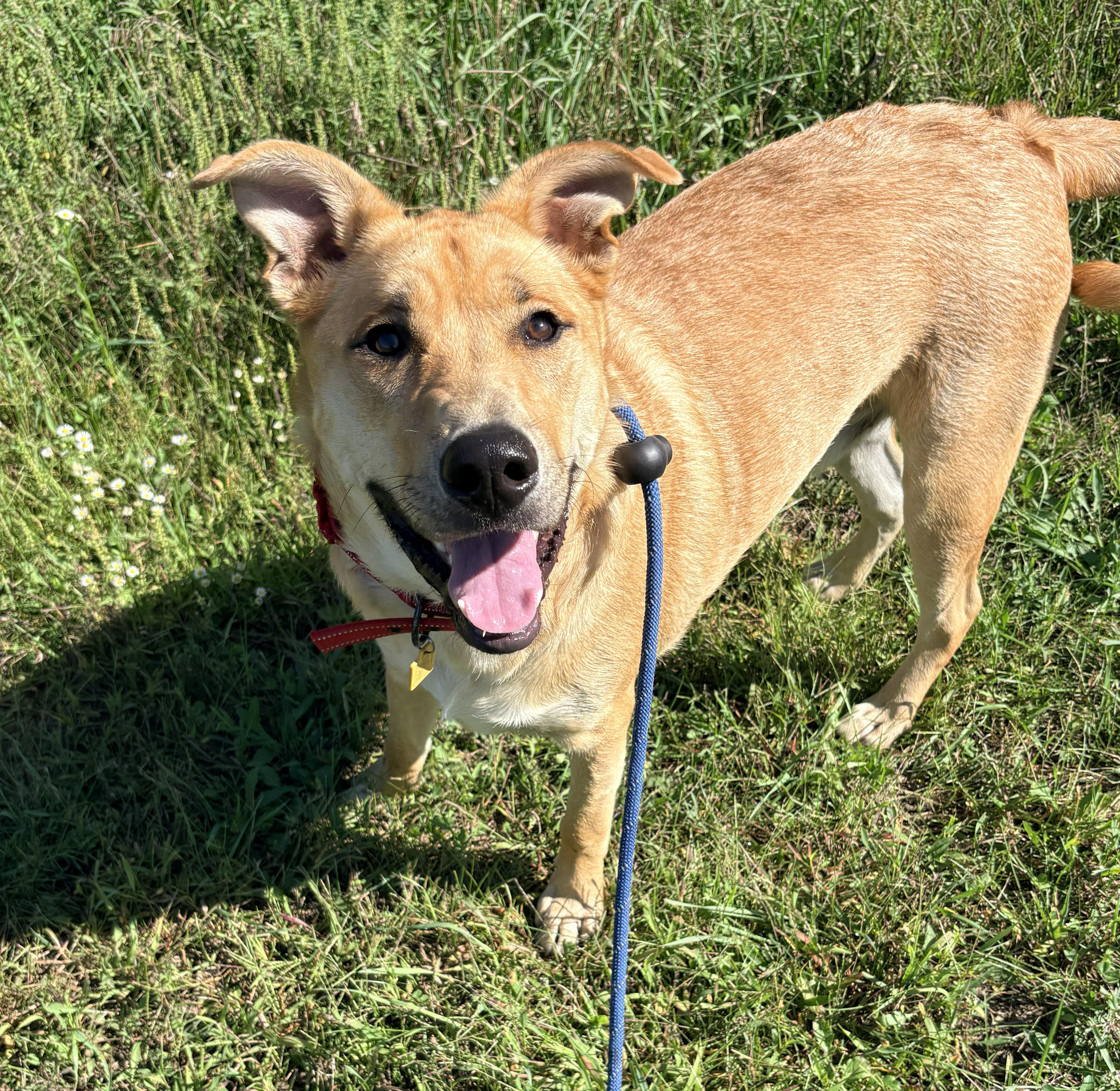 Enlarge Clifford, a Adopted mixed breed in Allegan, MI image 5/6
