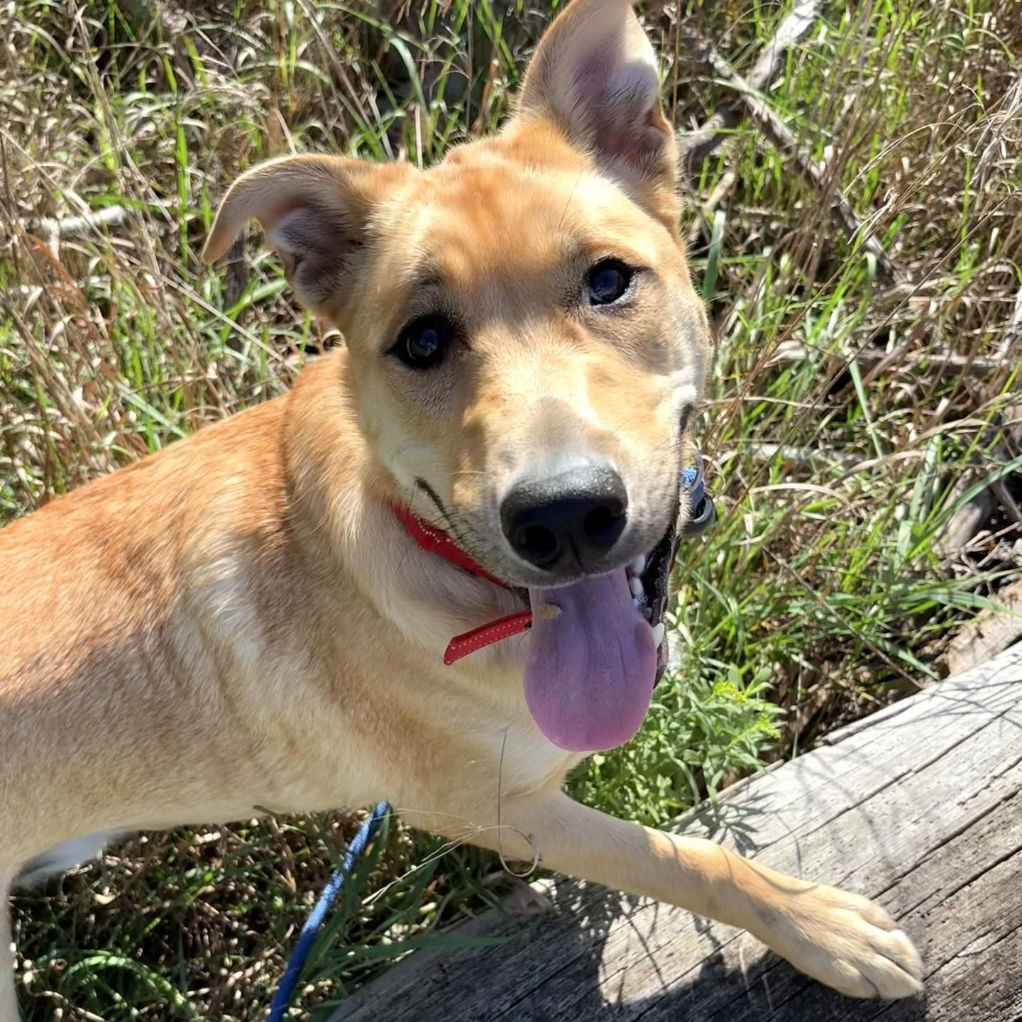 Enlarge Clifford, a Adopted mixed breed in Allegan, MI image 3/6