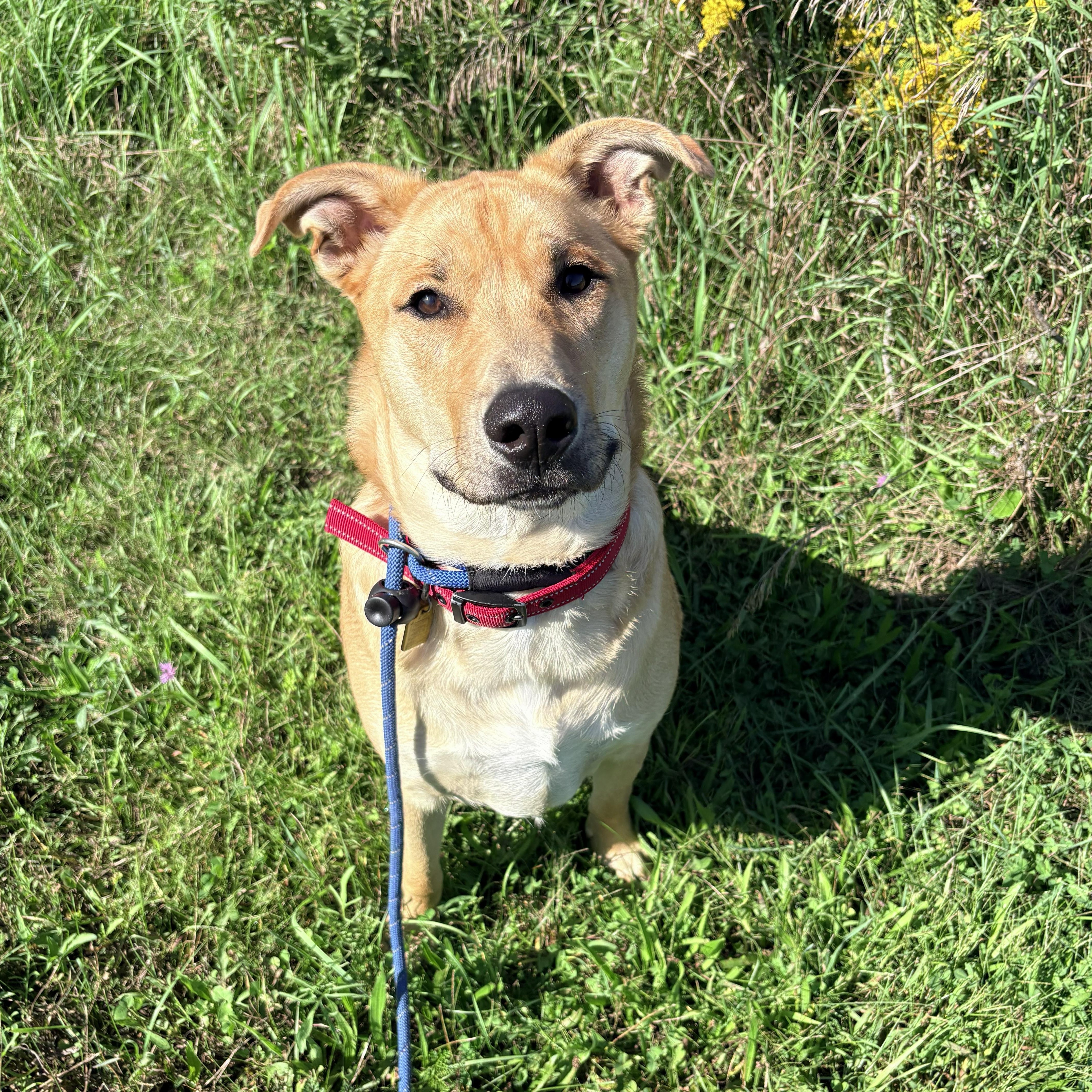 Enlarge Clifford, a Adopted mixed breed in Allegan, MI image 2/6