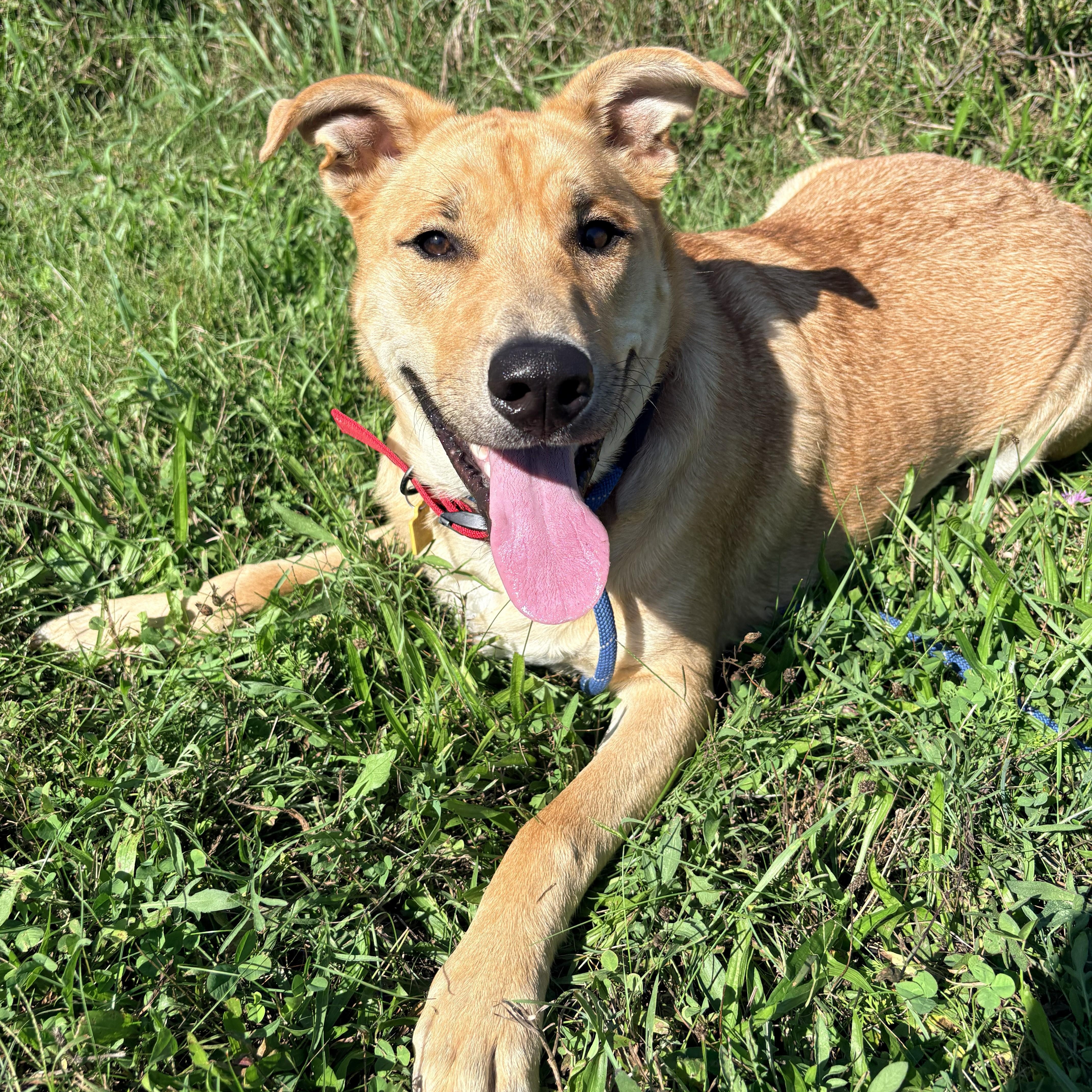 Enlarge Clifford, a Adopted mixed breed in Allegan, MI image 1/6