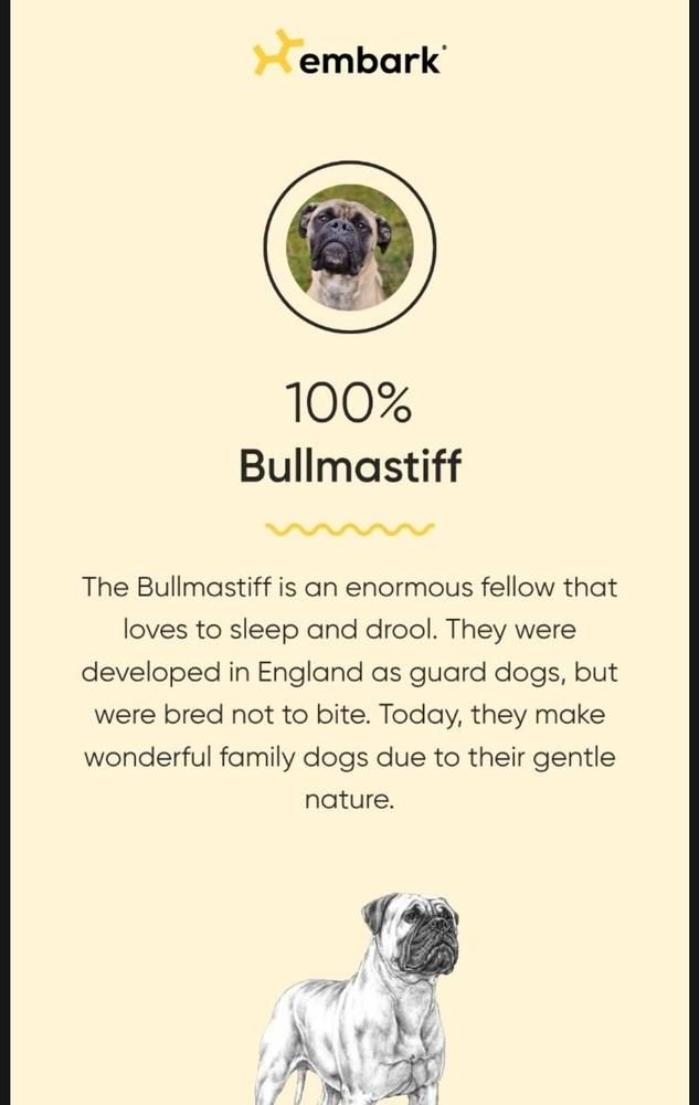 Enlarge Arti, a Adoptable Bullmastiff in Saginaw, MI image 1/6
