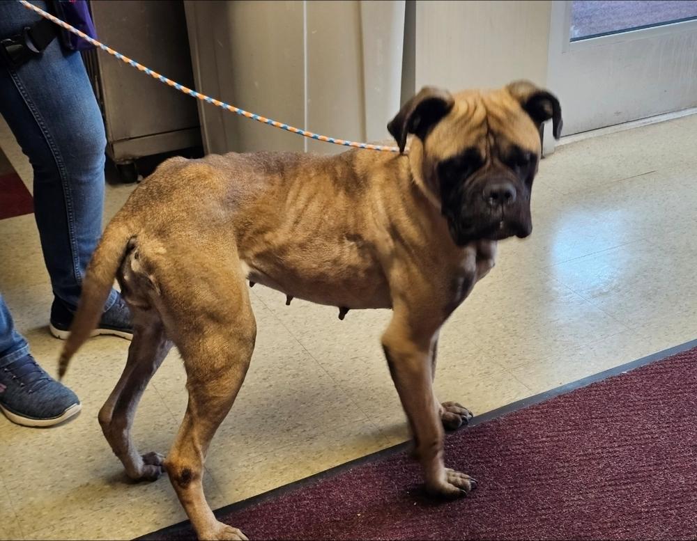 Enlarge Arti, a Adoptable Bullmastiff in Saginaw, MI image 2/6