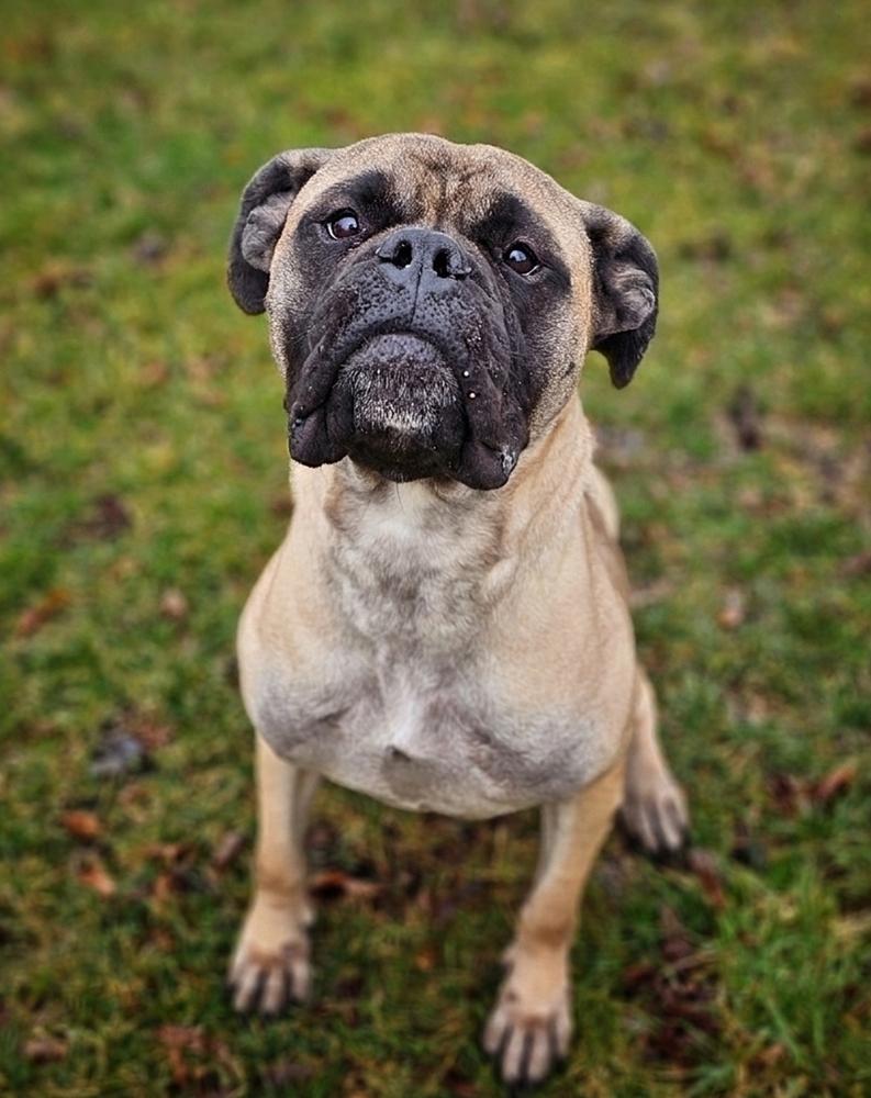 Enlarge Arti, a Adoptable Bullmastiff in Saginaw, MI image 3/6