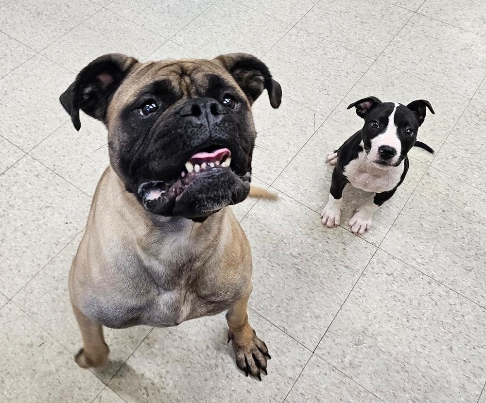 Enlarge Arti, a Adoptable Bullmastiff in Saginaw, MI image 4/6