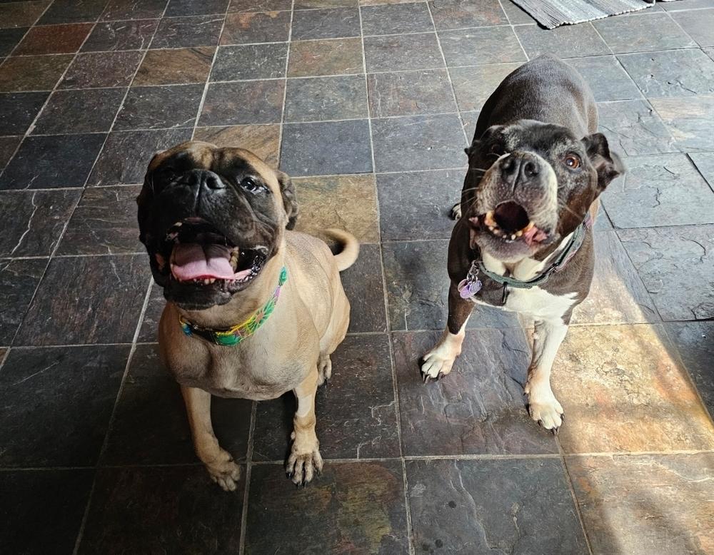 Enlarge Arti, a Adoptable Bullmastiff in Saginaw, MI image 5/6