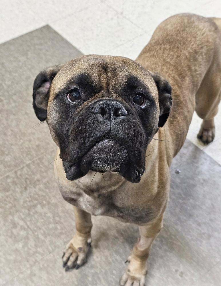 Enlarge Arti, a Adoptable Bullmastiff in Saginaw, MI image 6/6