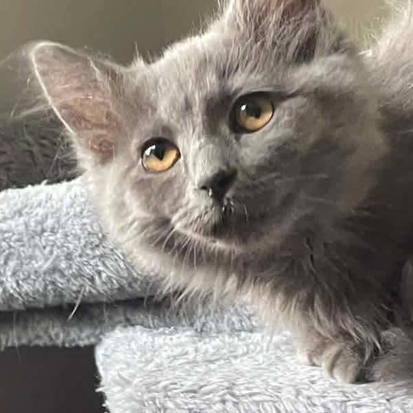 Bella Tricks, an adopted Domestic Long Hair in Kentwood, MI image 2/6