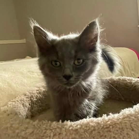 Bella Tricks, an adopted Domestic Long Hair in Kentwood, MI image 4/6