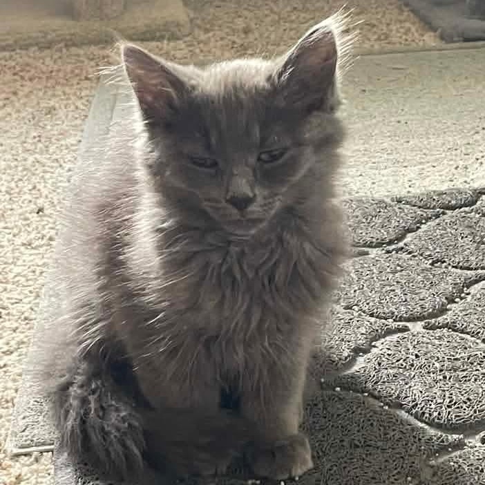 Bella Tricks, an adopted Domestic Long Hair in Kentwood, MI image 6/6