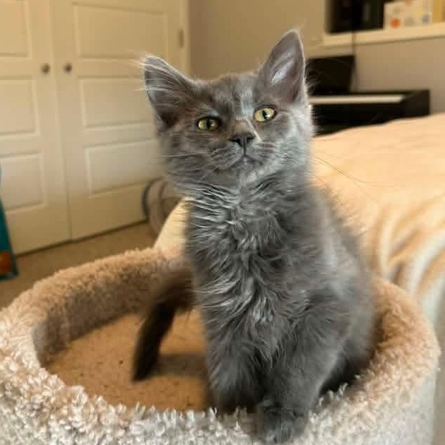 Bella Tricks, an adopted Domestic Long Hair in Kentwood, MI image 3/6