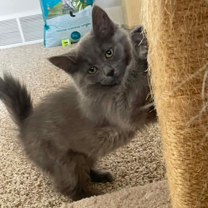 Bella Tricks, adopted, Kitten Female Domestic Long Hair.