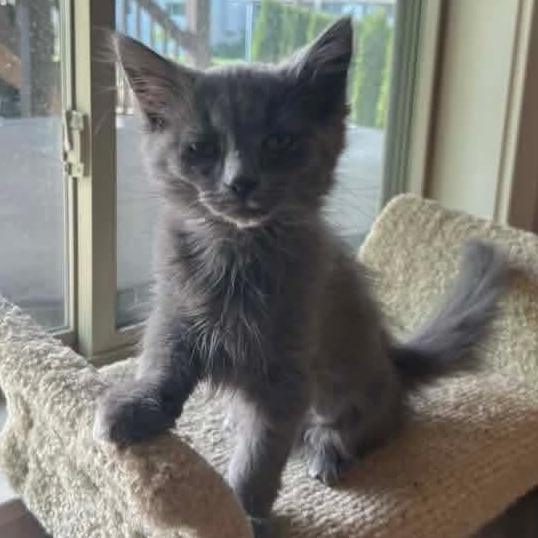 Bella Tricks, an adopted Domestic Long Hair in Kentwood, MI image 5/6