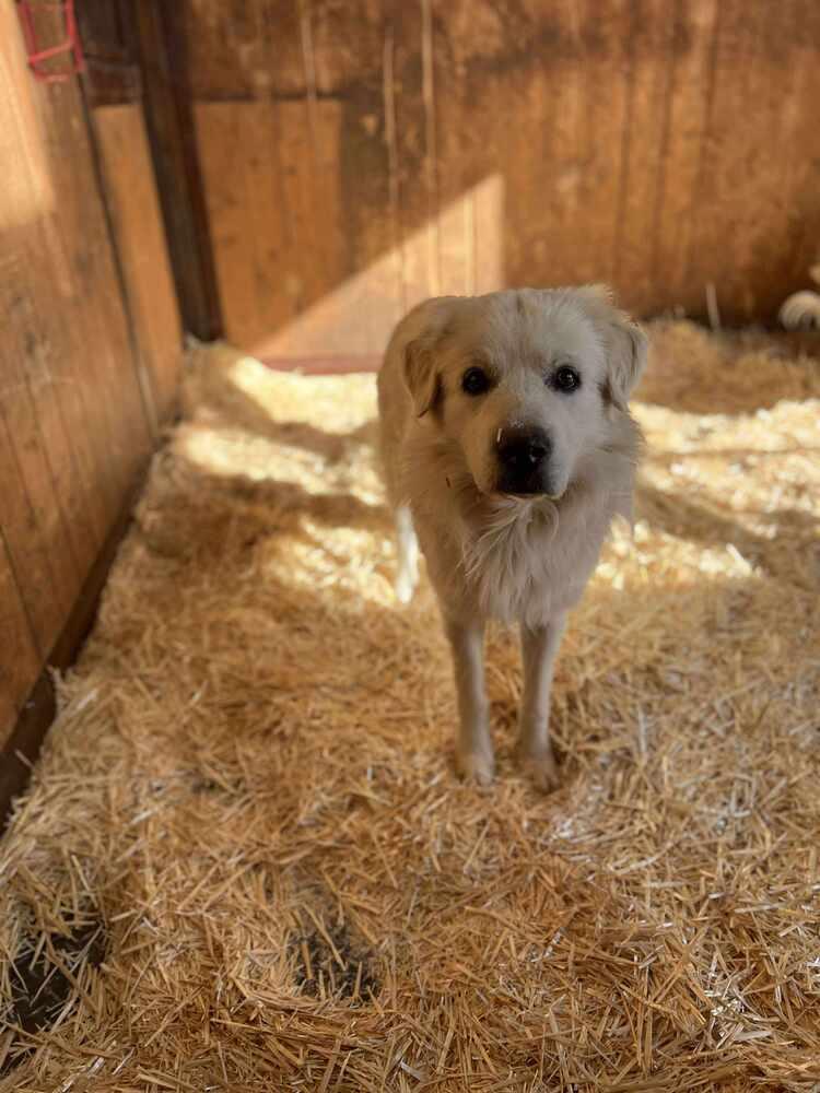 Enlarge Michelangelo, a Adopted mixed breed in Cortez, CO image 1/4