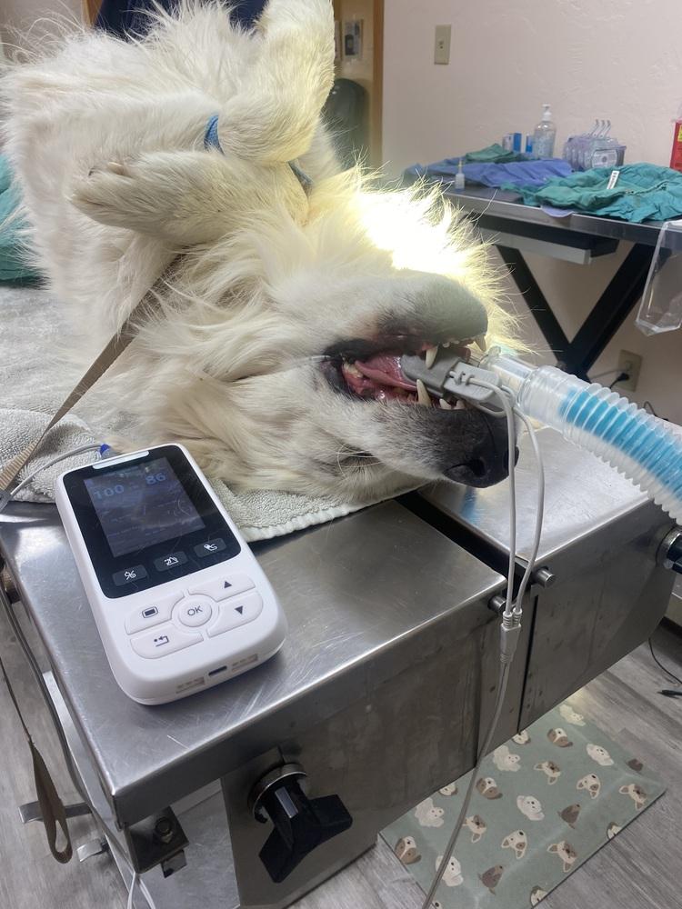 Enlarge Michelangelo, a Adopted mixed breed in Cortez, CO image 3/4