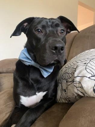 Sawyer, Adoptable, Adult Male Labrador Retriever & Mixed Breed.