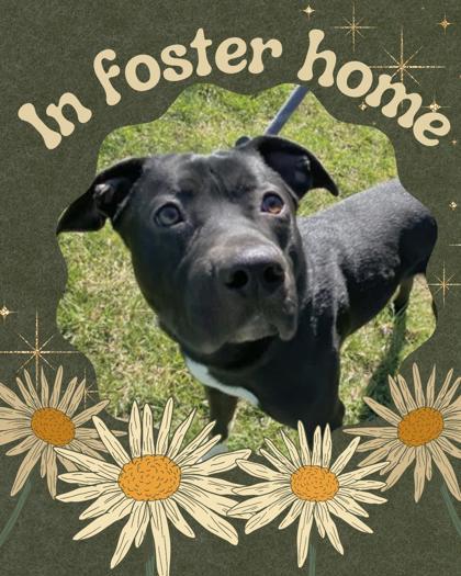 Sawyer, a Adoptable mixed breed in Columbus, IN image 2/3