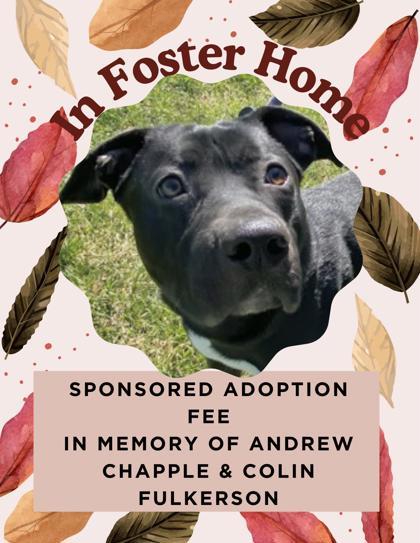 Enlarge Sawyer, a Adoptable mixed breed in Columbus, IN image 3/3