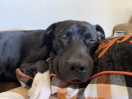 Sawyer, Adoptable, Adult Male Labrador Retriever & Mixed Breed.