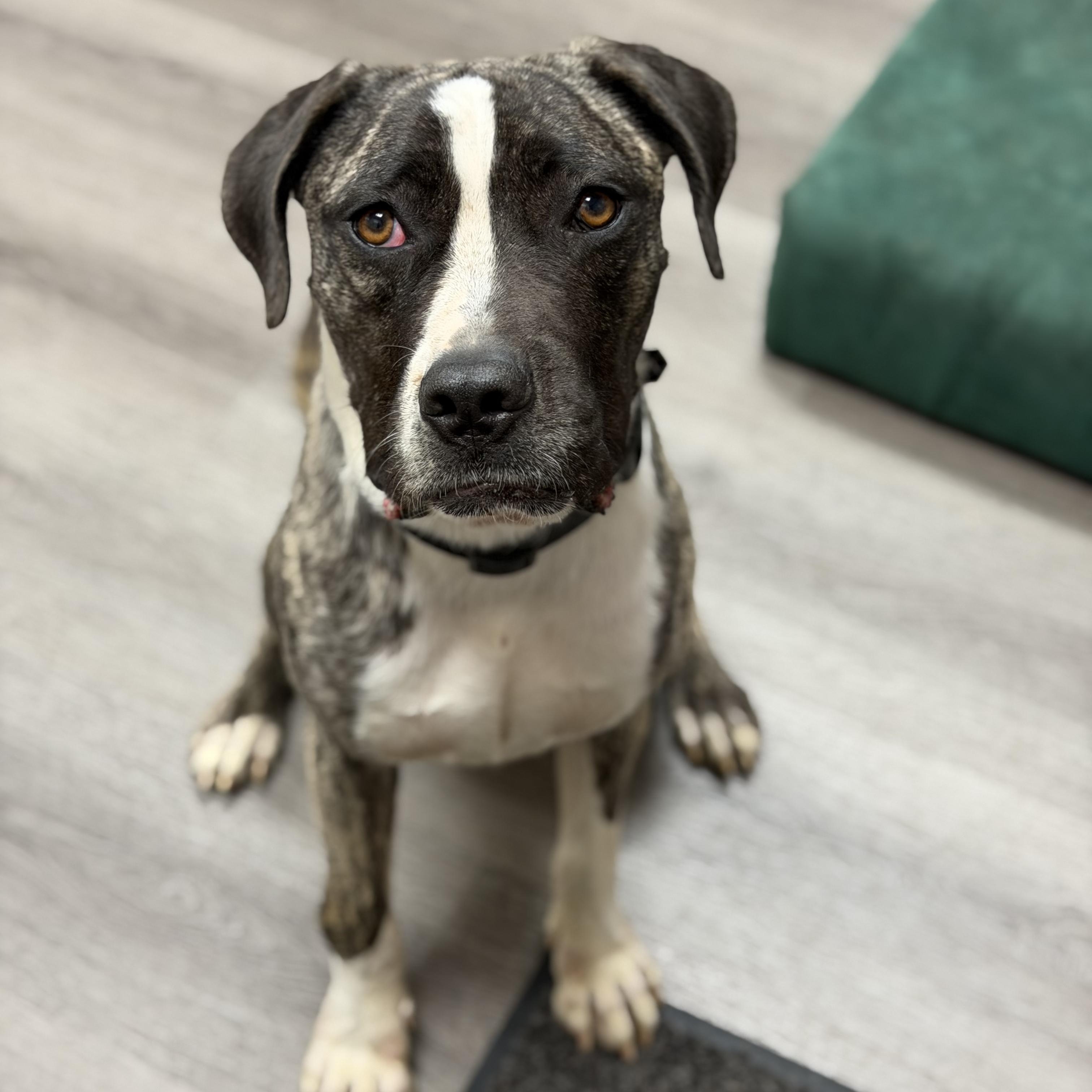 Coffee Bean, a ADOPTABLE mixed breed in Placentia, CA image 2/6