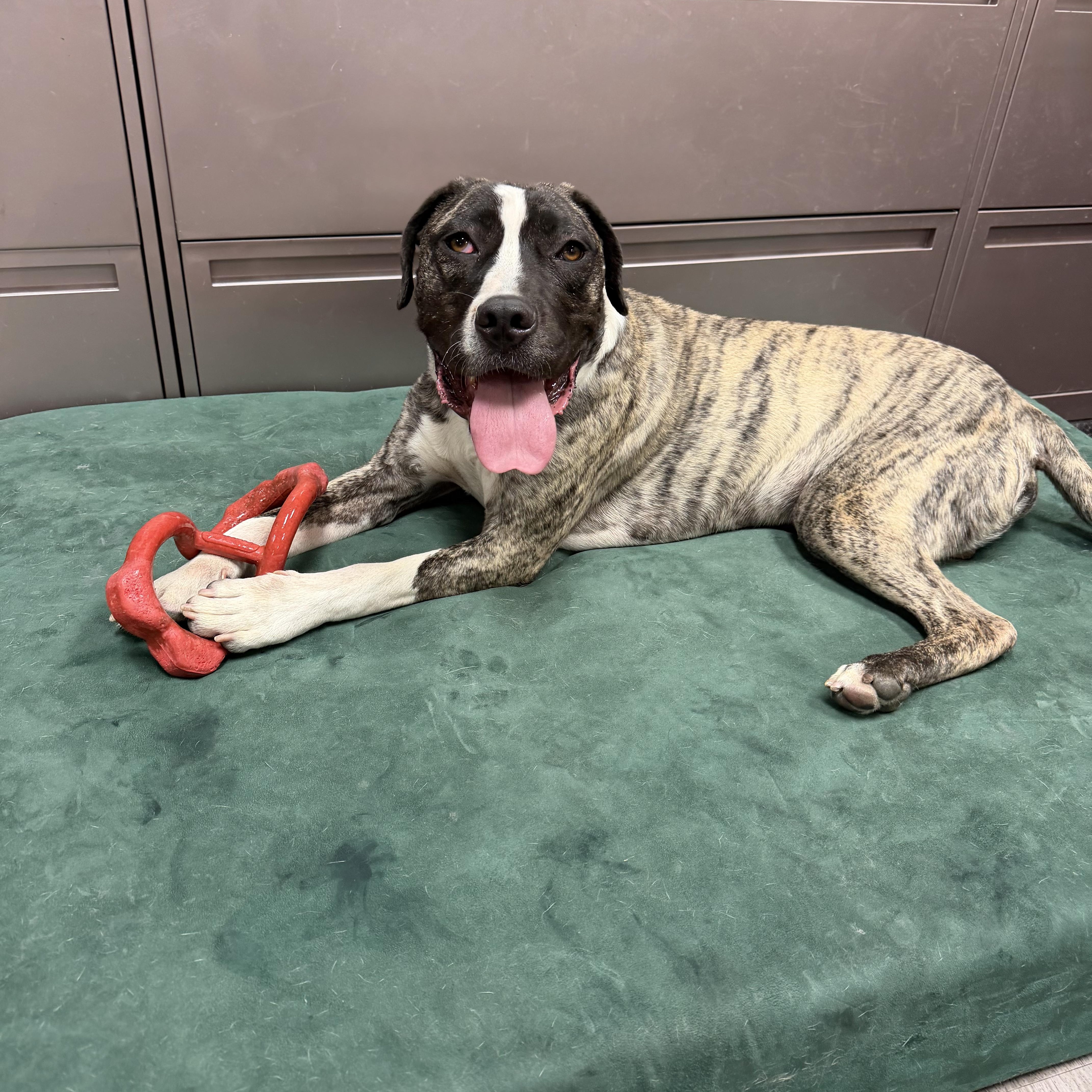 Coffee Bean, ADOPTABLE, Young Male Boxer & Mixed Breed.