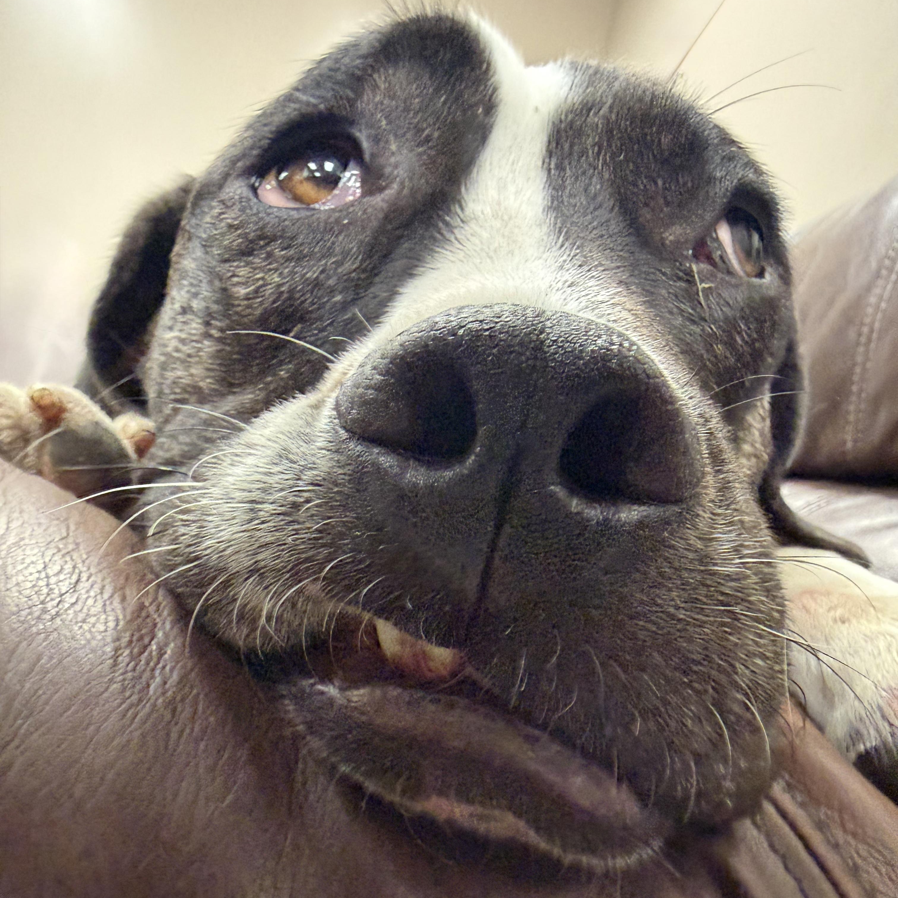 Coffee Bean, a ADOPTABLE mixed breed in Placentia, CA image 6/6