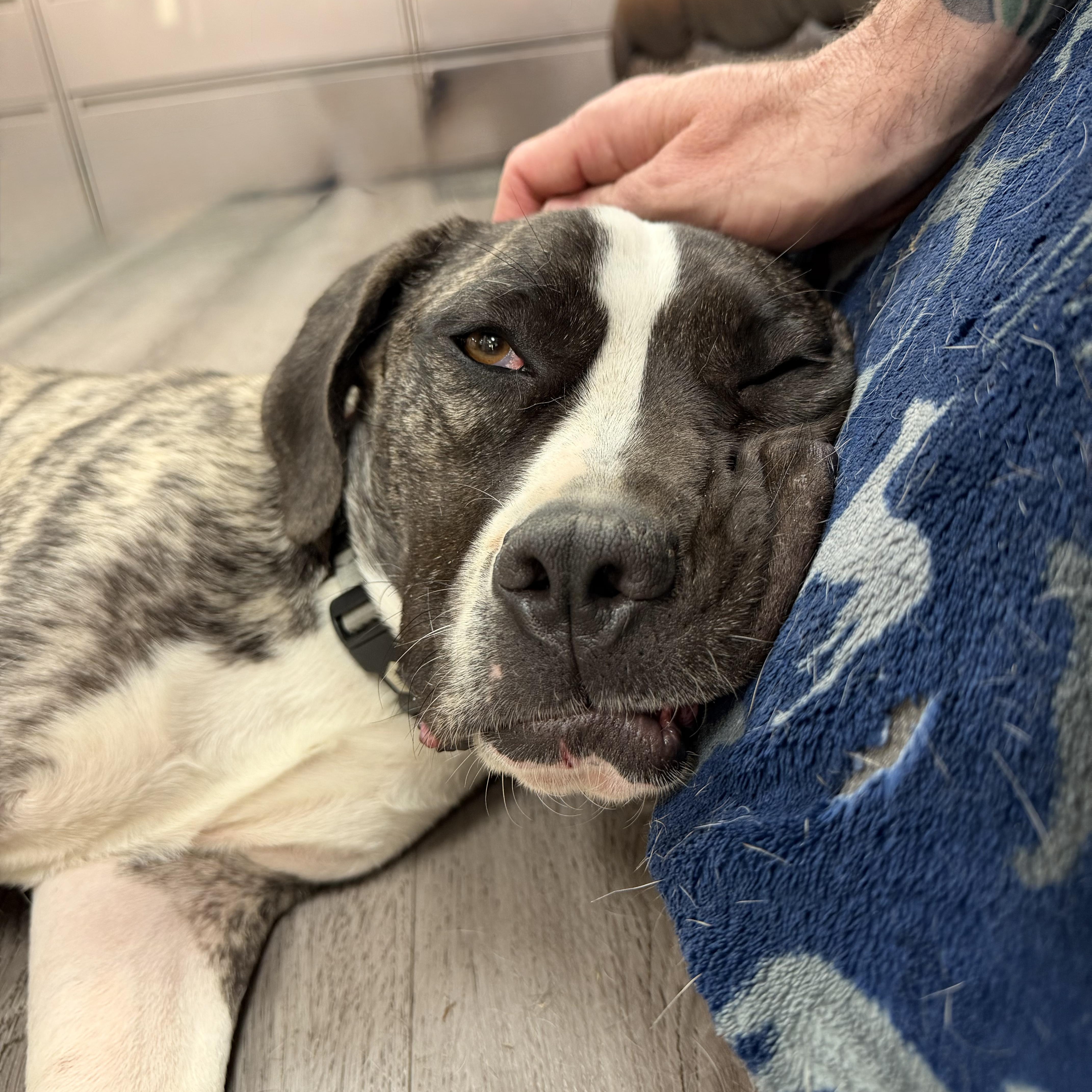 Coffee Bean, a ADOPTABLE mixed breed in Placentia, CA image 3/6