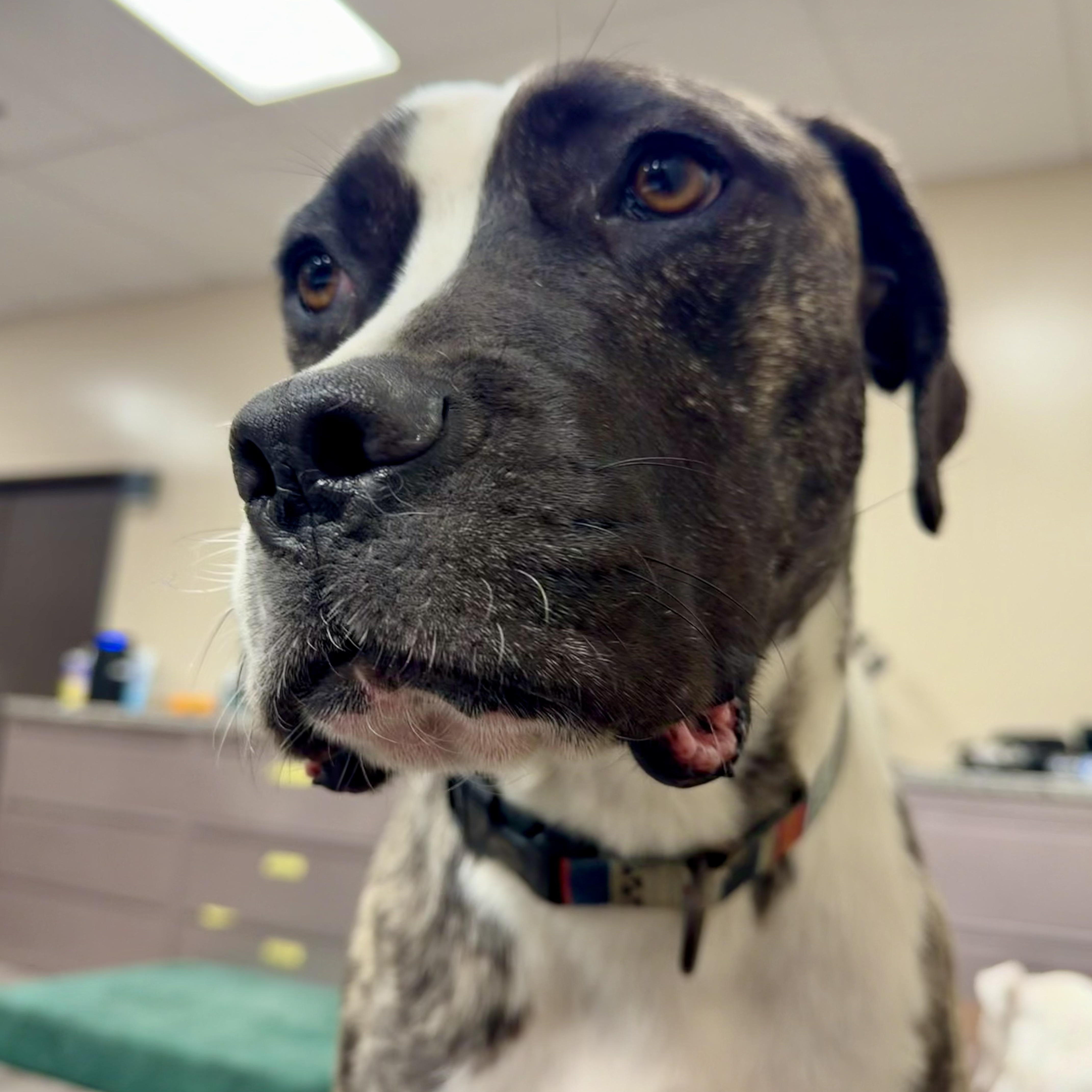 Coffee Bean, a ADOPTABLE mixed breed in Placentia, CA image 4/6