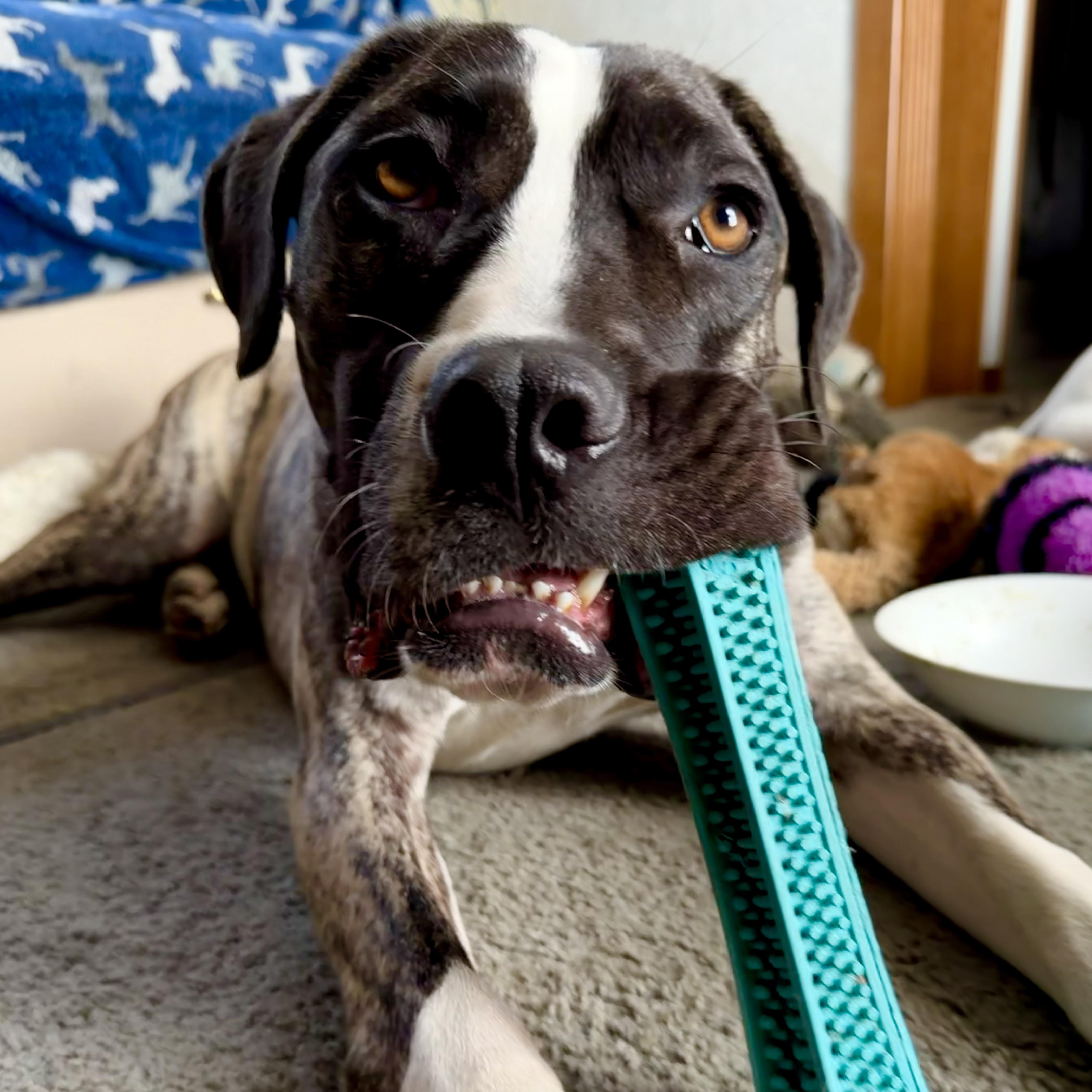 Coffee Bean, a ADOPTABLE mixed breed in Placentia, CA image 5/6