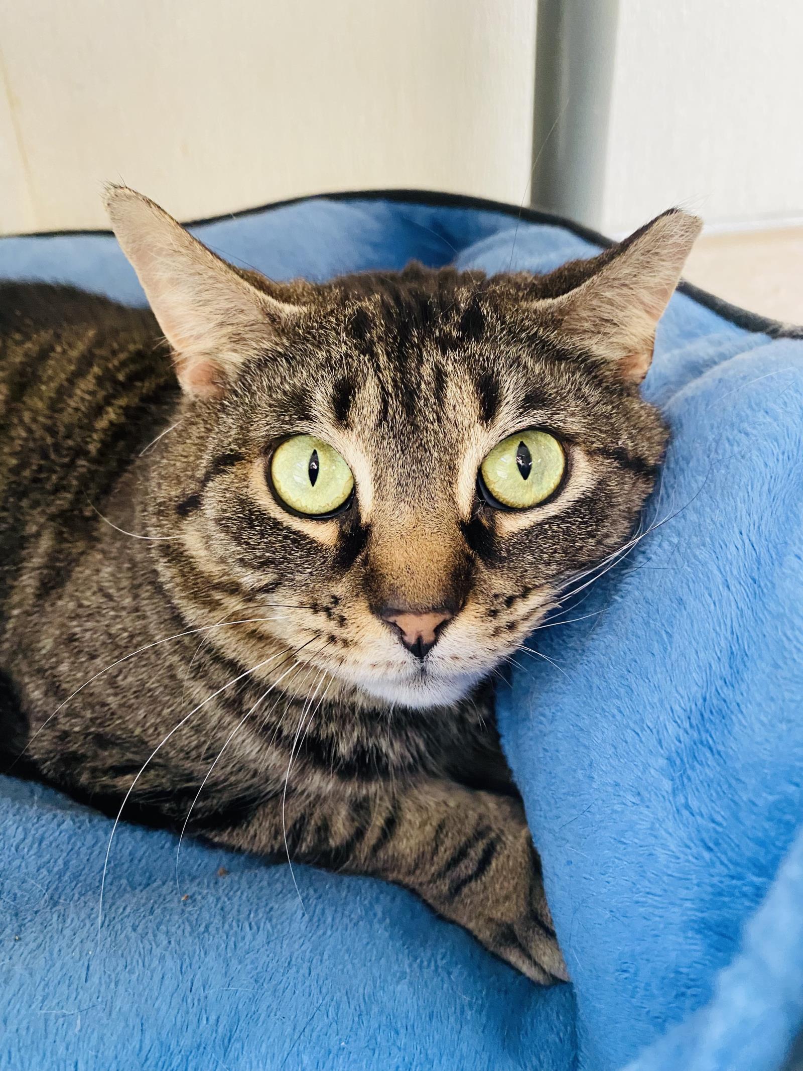 Asriel, Adoptable, Adult Female Domestic Short Hair.