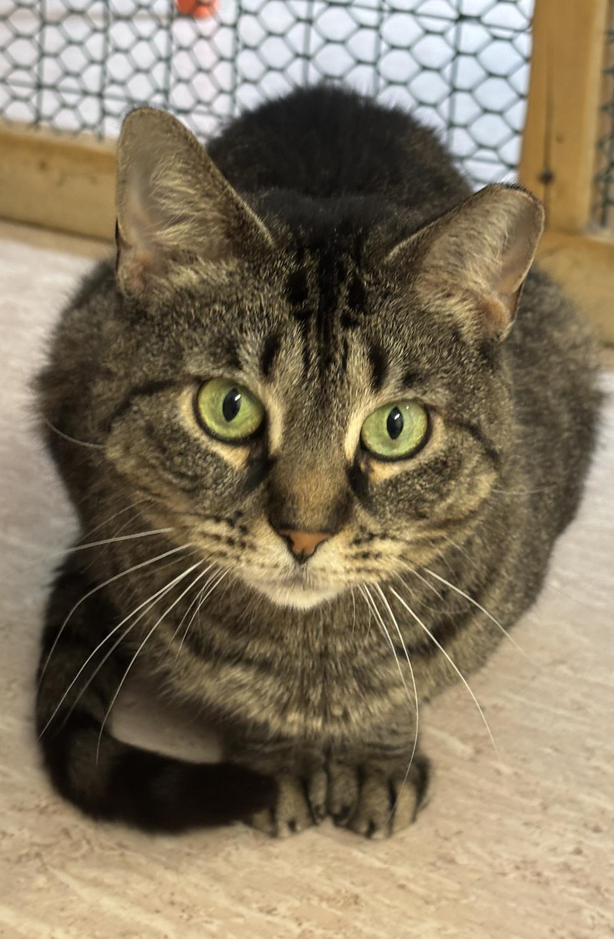Enlarge Asriel, a Adoptable mixed breed in Beacon, NY image 2/2