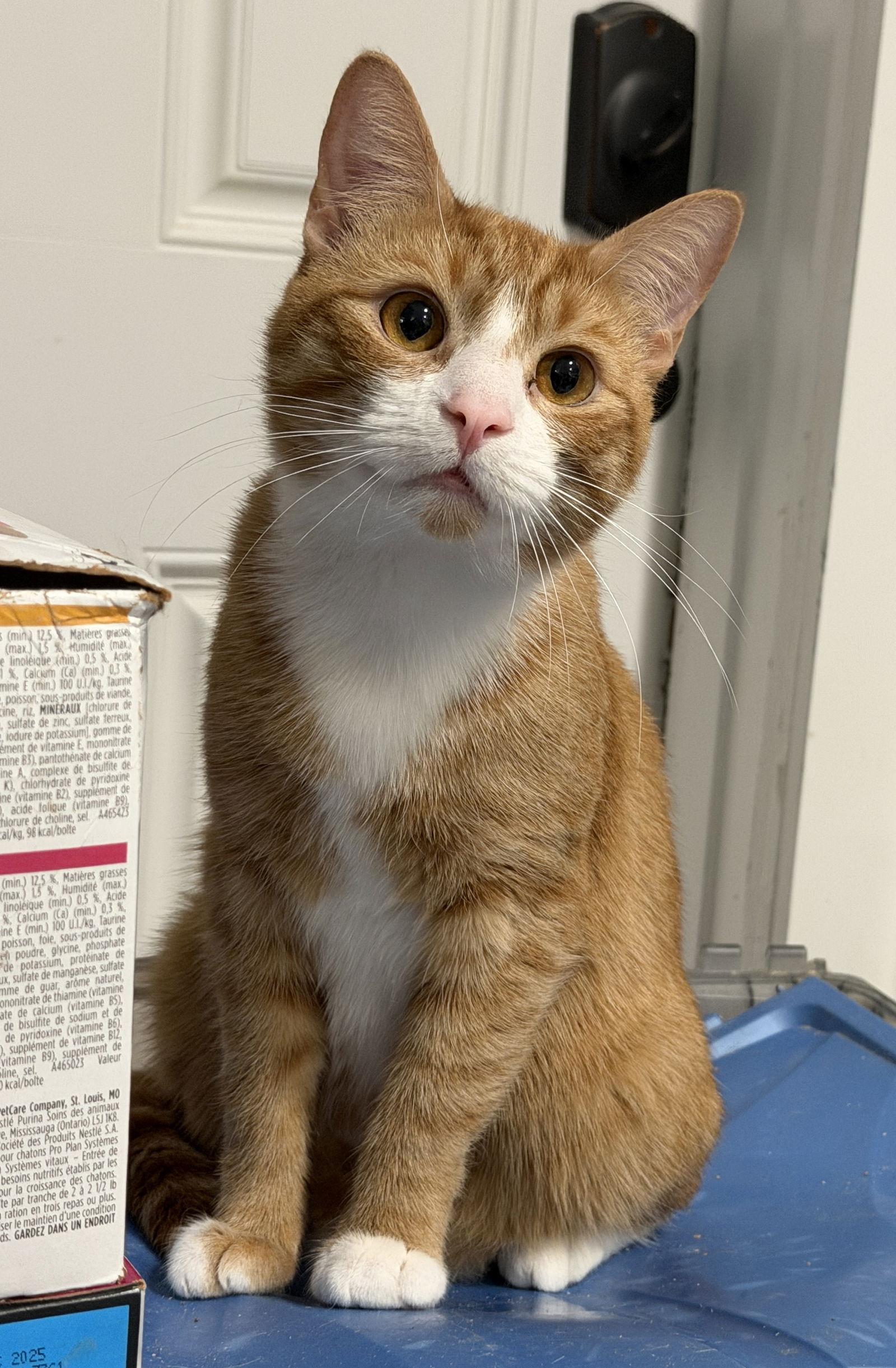 Enlarge Phoenix, a Adopted Domestic Short Hair in Broomall, PA image 1/3