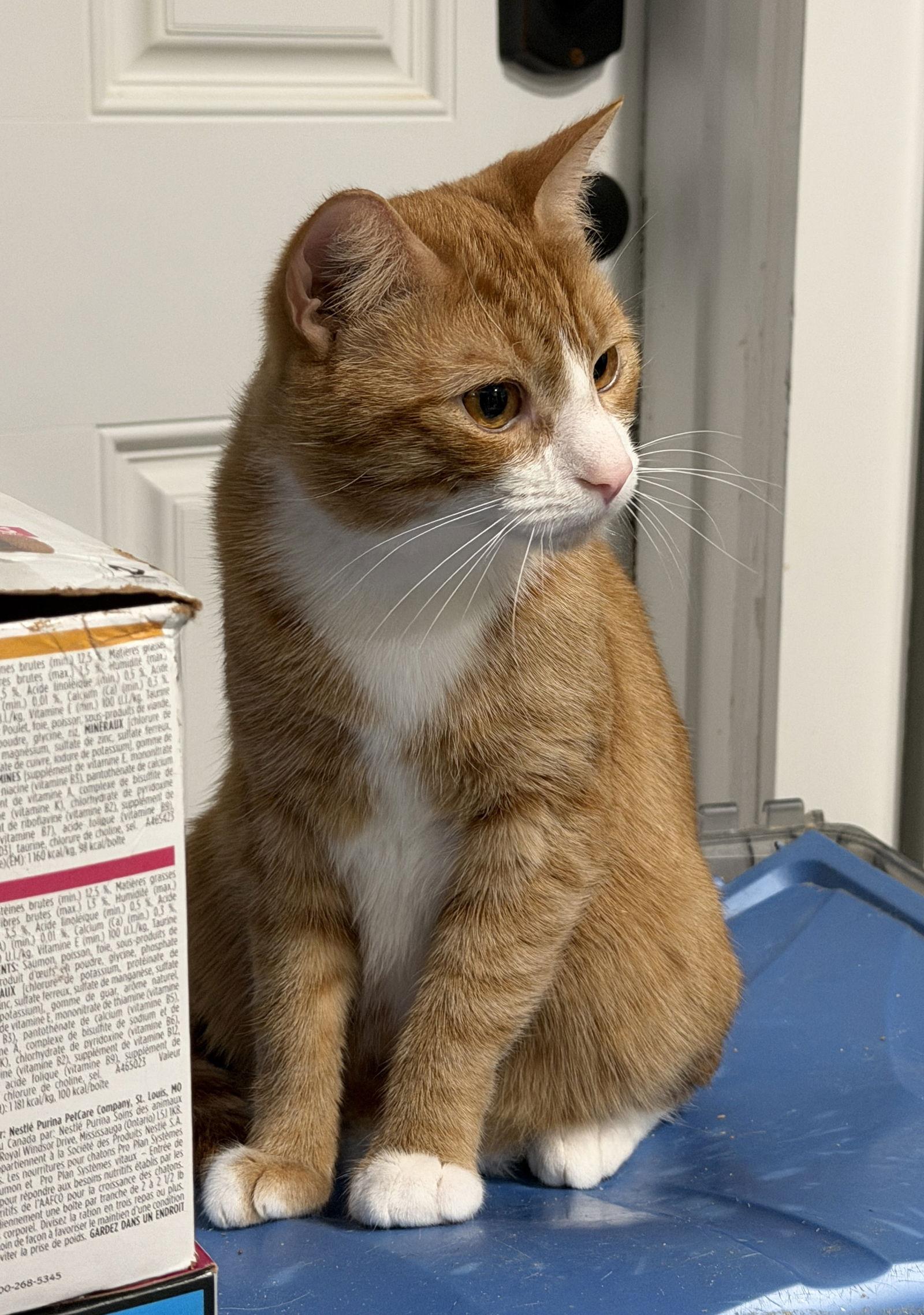 Enlarge Phoenix, a Adopted Domestic Short Hair in Broomall, PA image 3/3