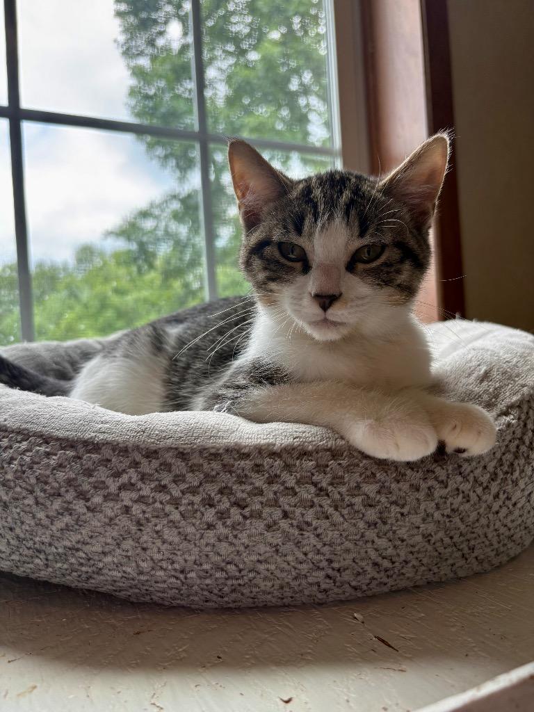 Enlarge River, a Adoptable mixed breed in Parsons, WV image 1/4