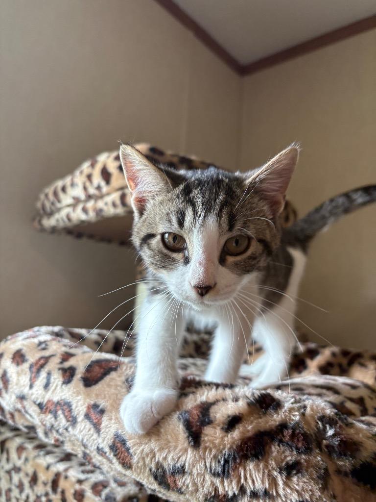 Enlarge River, a Adoptable mixed breed in Parsons, WV image 2/4