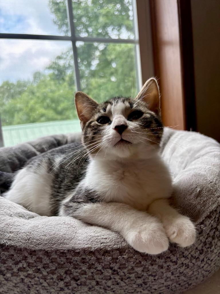 Enlarge River, a Adoptable mixed breed in Parsons, WV image 3/4