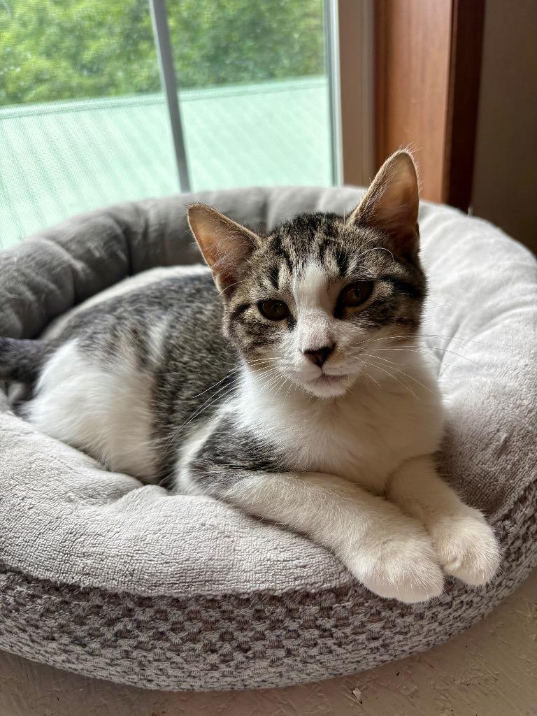 Enlarge River, a Adoptable mixed breed in Parsons, WV image 4/4