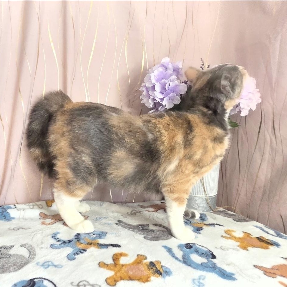 Enlarge Reba, a Adoptable Dilute Calico in Hagerstown, MD image 4/6