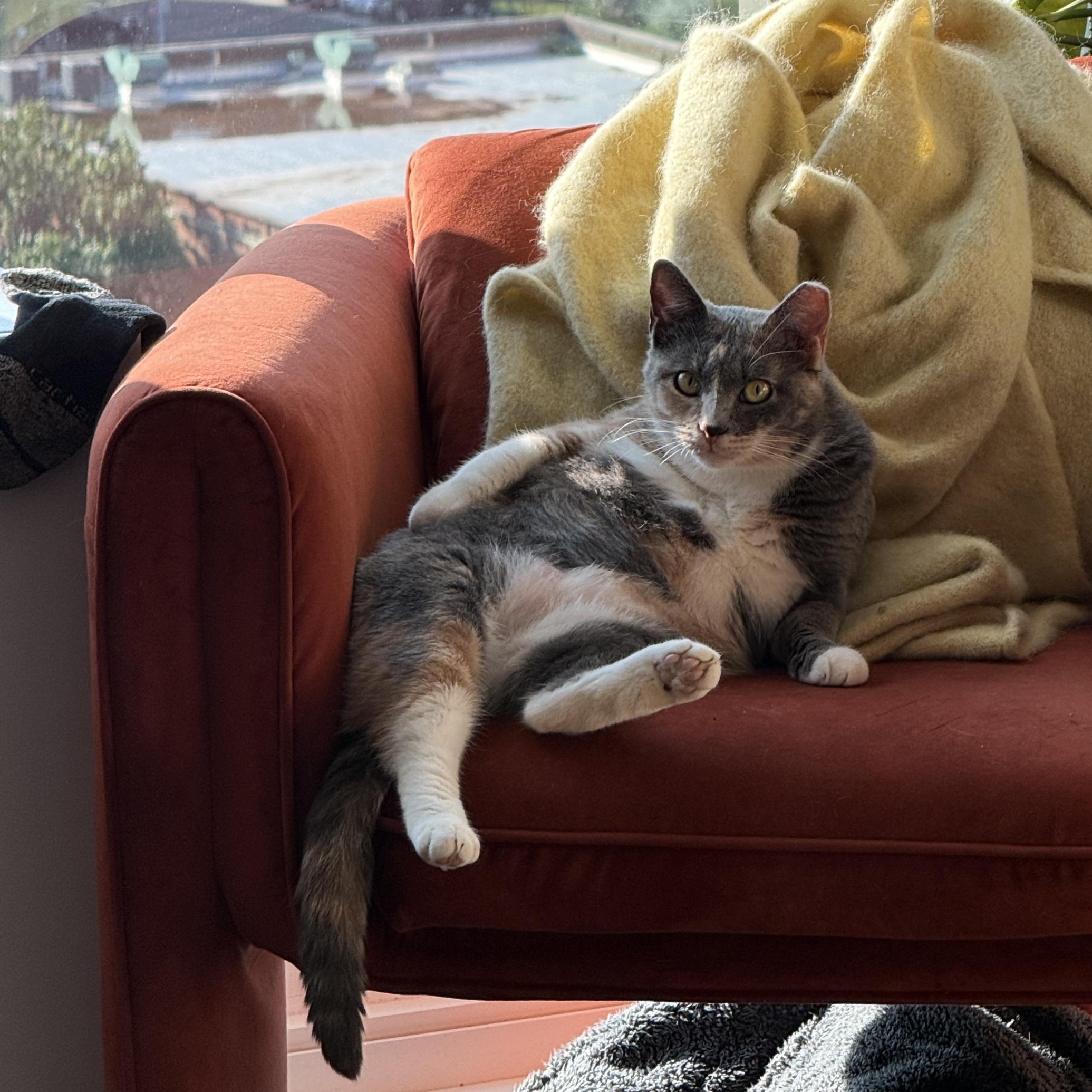 Enlarge Reba, a Adoptable Dilute Calico in Hagerstown, MD image 2/6