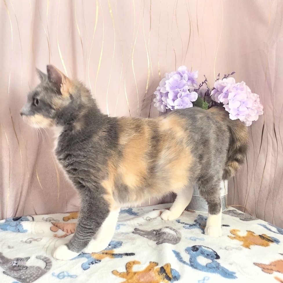 Enlarge Reba, a Adoptable Dilute Calico in Hagerstown, MD image 6/6